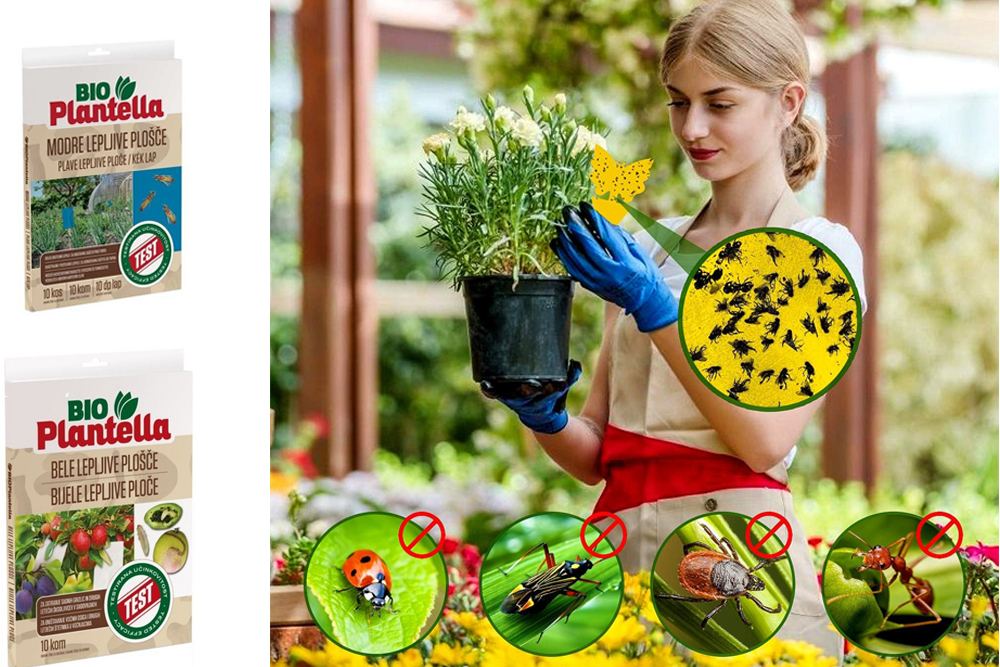 Ai observat trips sau insecte mici care îți atacă plantele?
